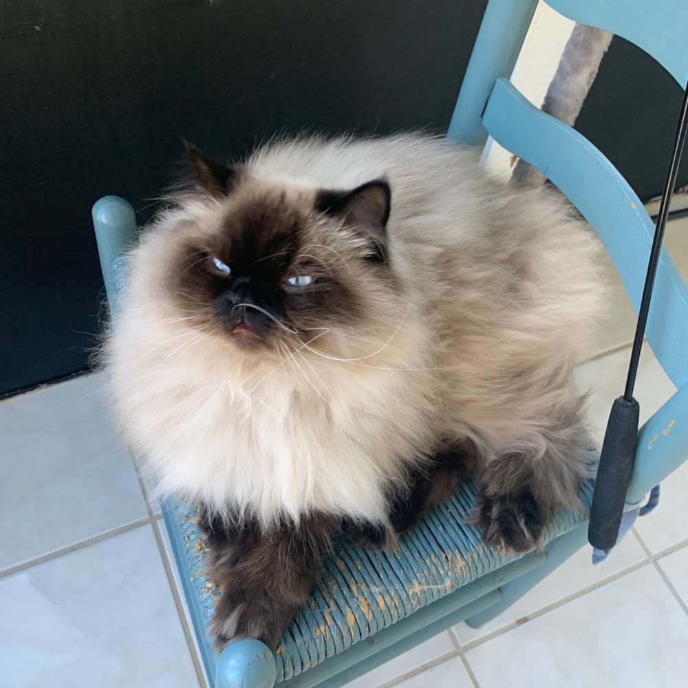 Meet your Posher, Deirdre